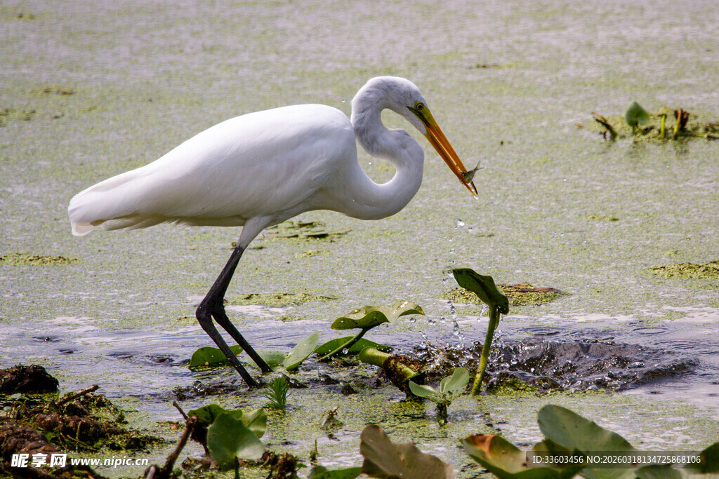 白鹭于水边湿地优雅伫立