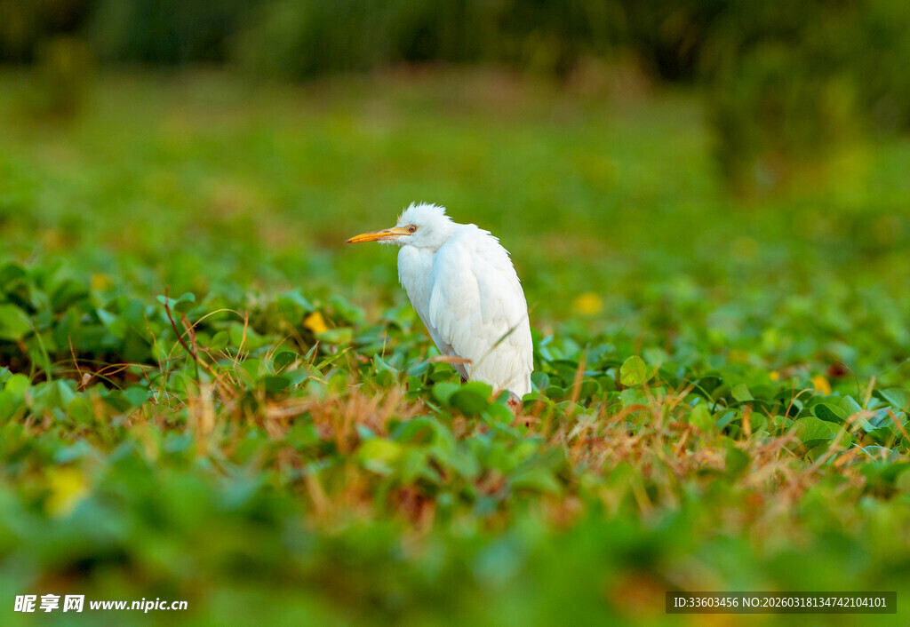 草地上的白色小鸟
