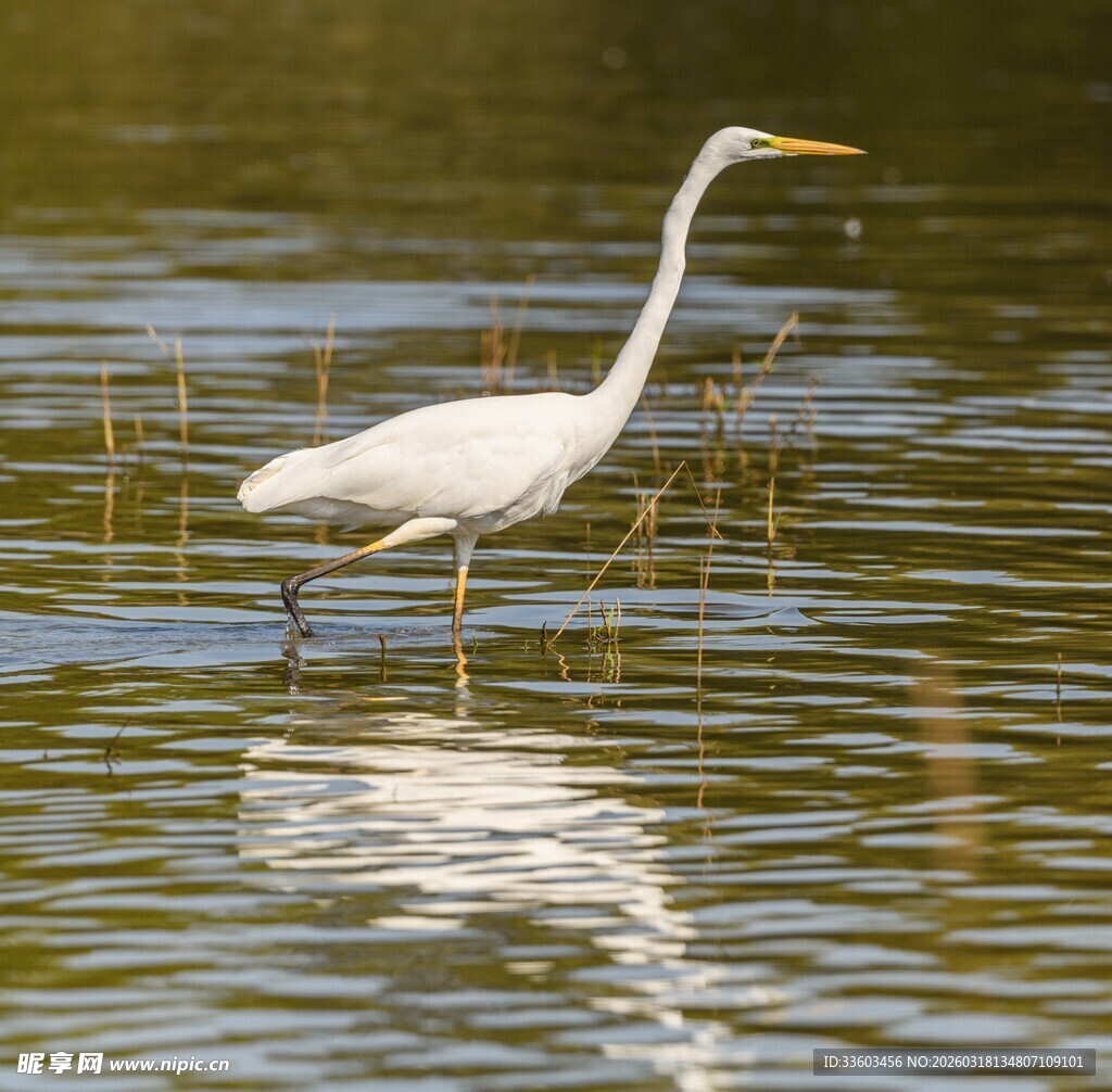白鹭于水中悠然伫立
