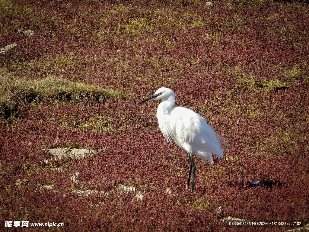 湿地白鸟
