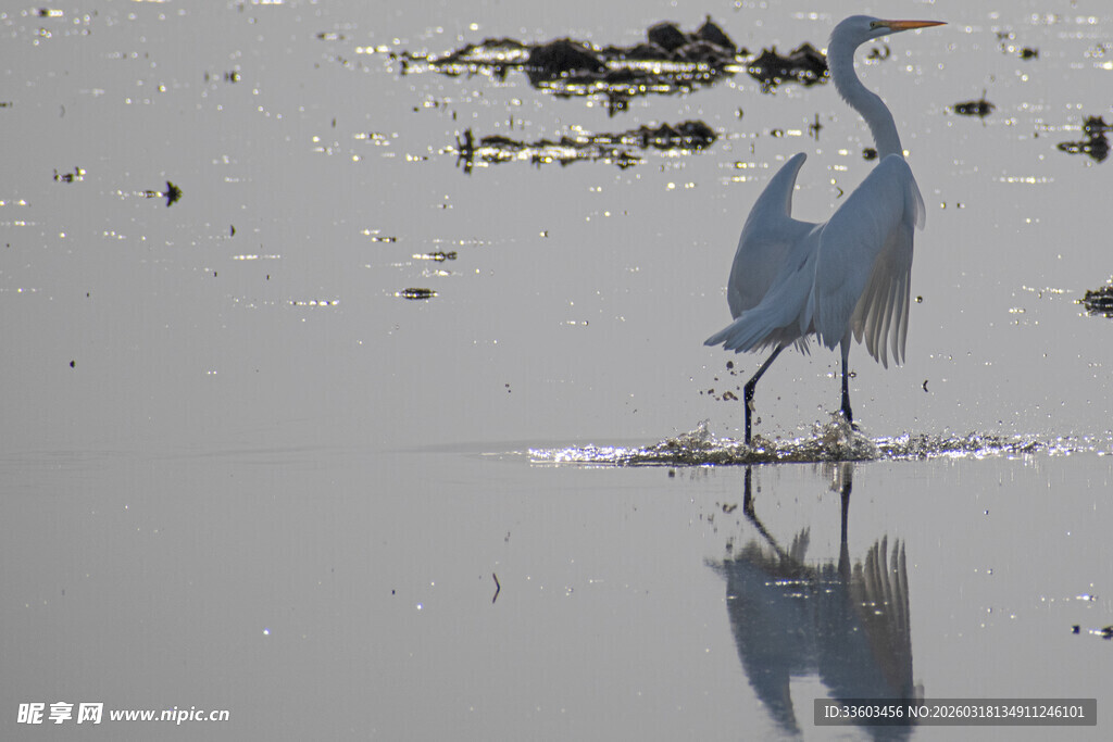 白鹭于浅滩优雅伫立