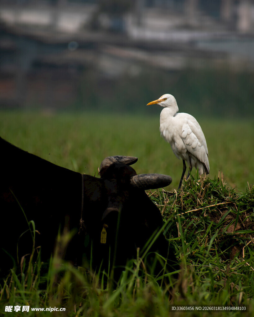 牛背白鹭相伴田园景象