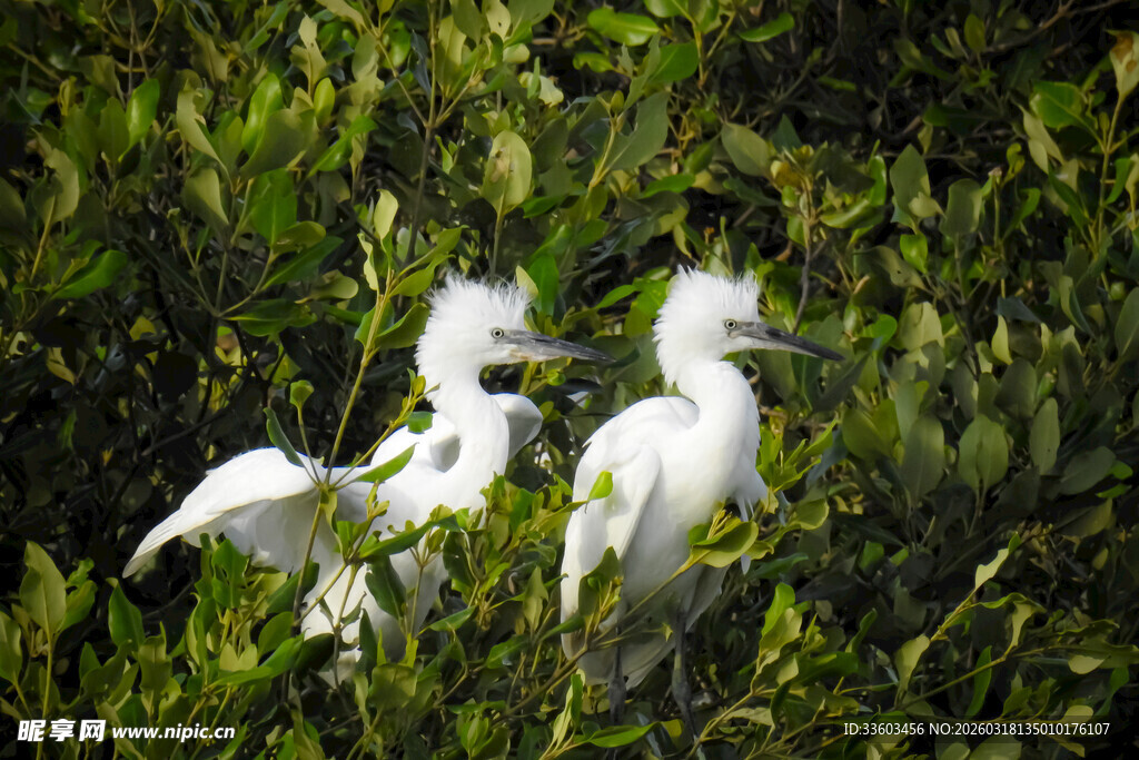 绿树间的三只白鹭
