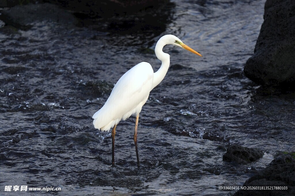 水边站立的优雅白鹭