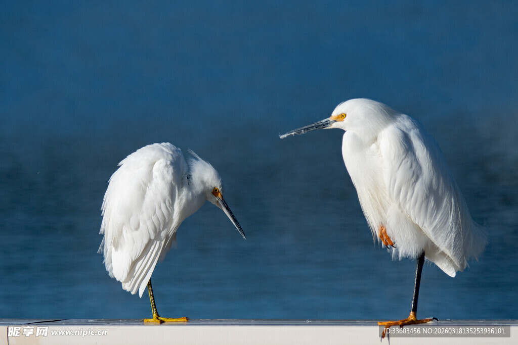 两只白鹭立于栏杆