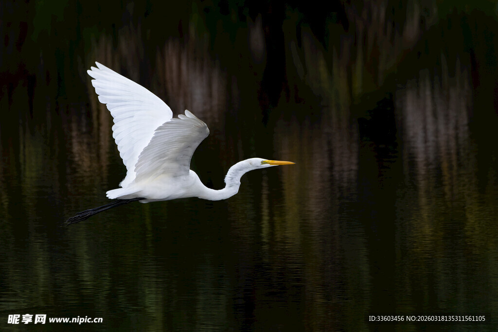 白鹭展翅翱翔于自然间