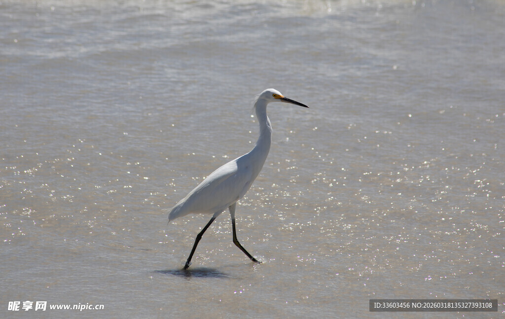 沙滩上漫步的白鹭