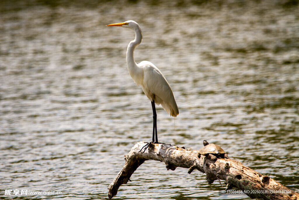 白鹭立于枝头赏水景
