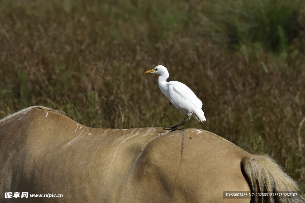牛背白鹭相依画面