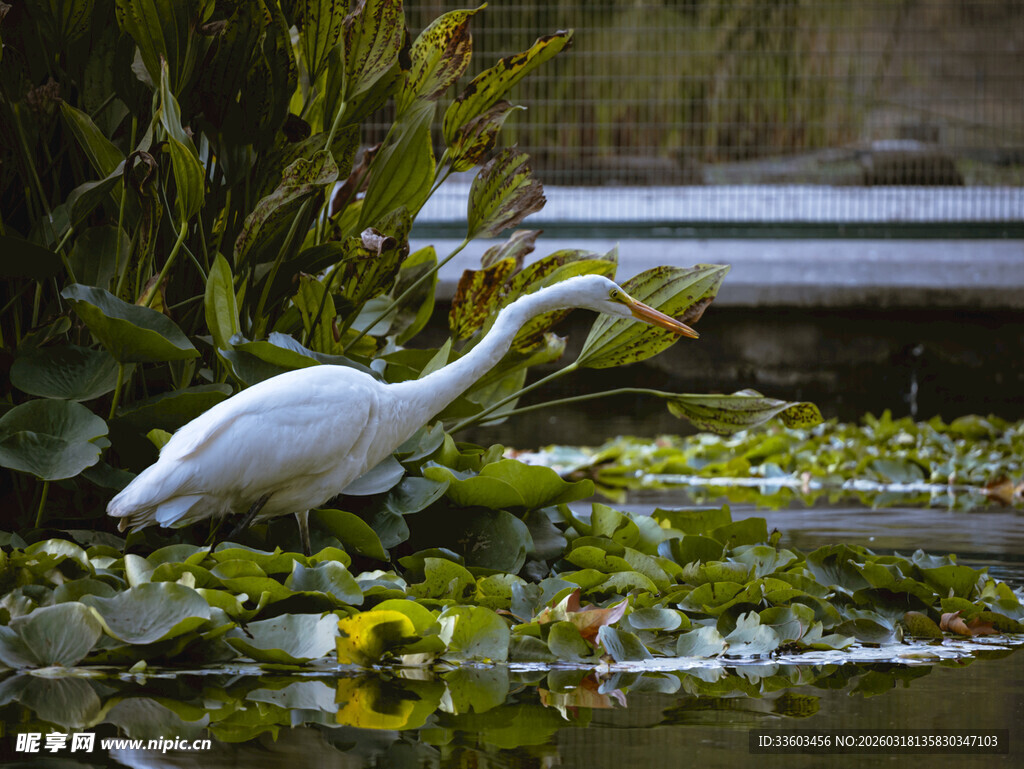 白鹭于水生植物间觅食