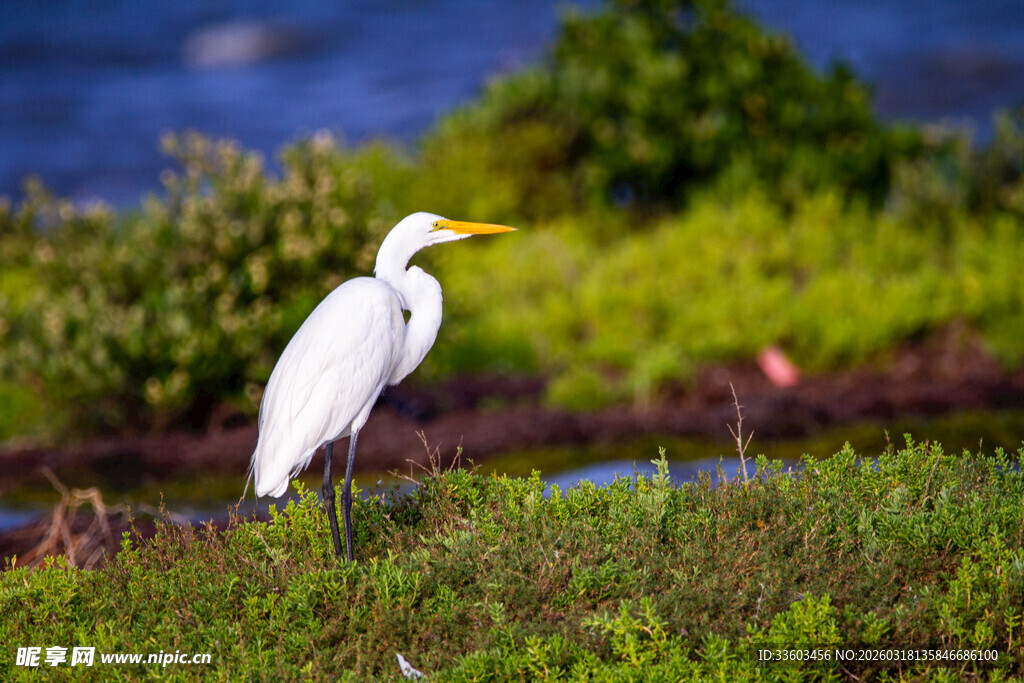 白鹭立于葱郁草地
