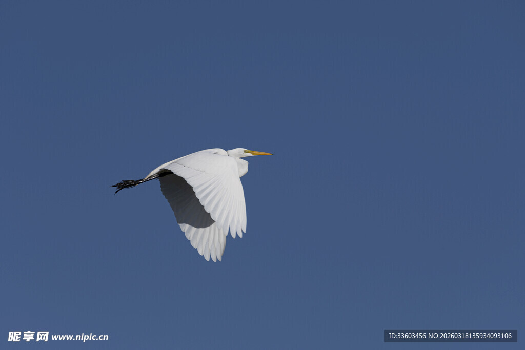 蓝天中飞翔的白色鸟儿