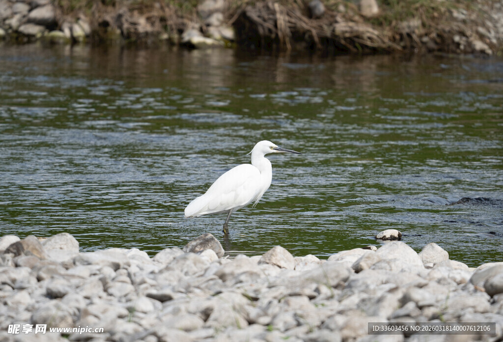 岸边白鹭