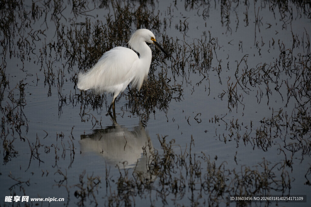 白鹭于湿地浅滩处觅食