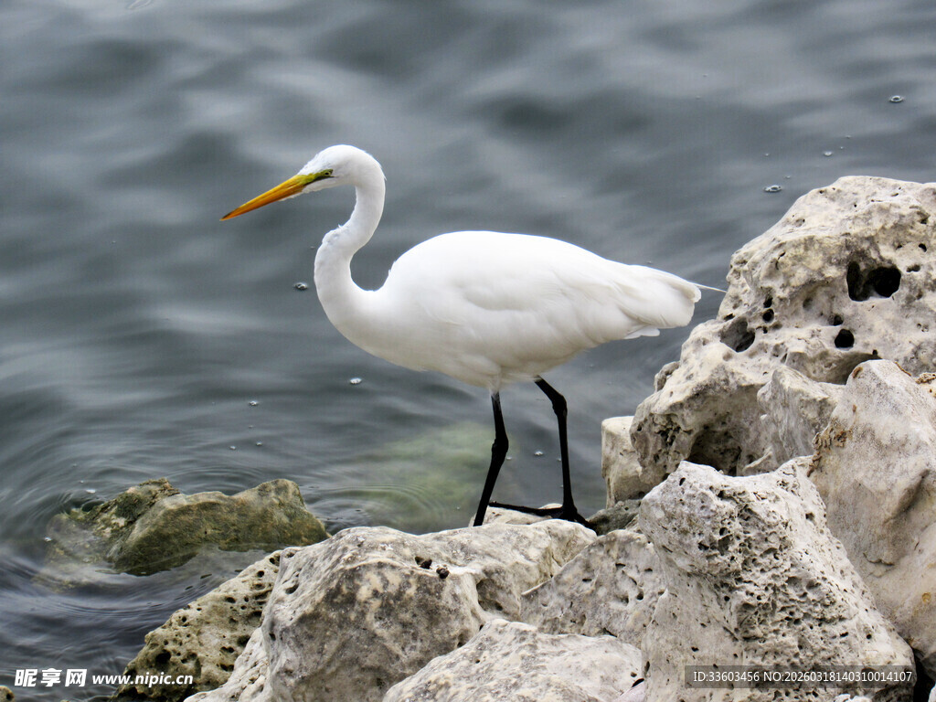 白鹭立于石块上