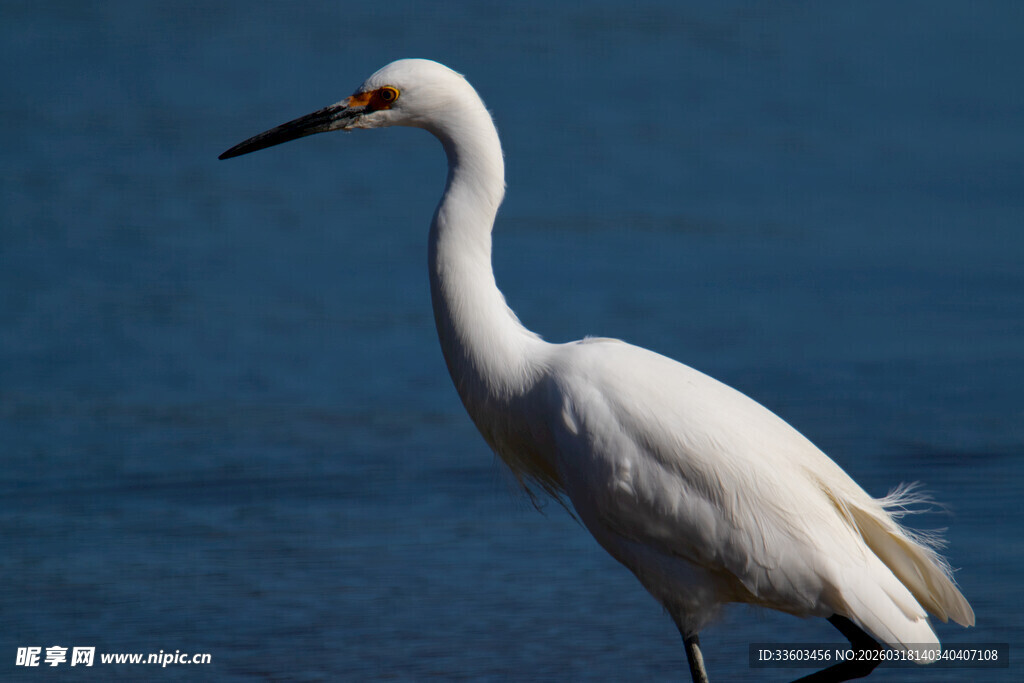 水边站立的优雅白鹭
