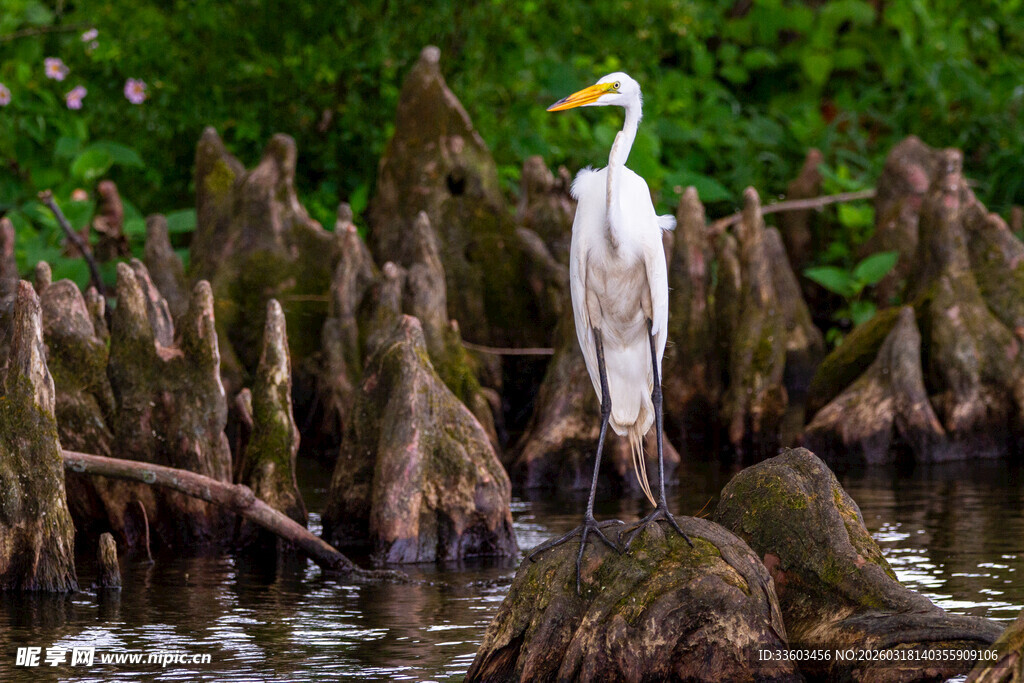 白鹭立于水边枯木之上