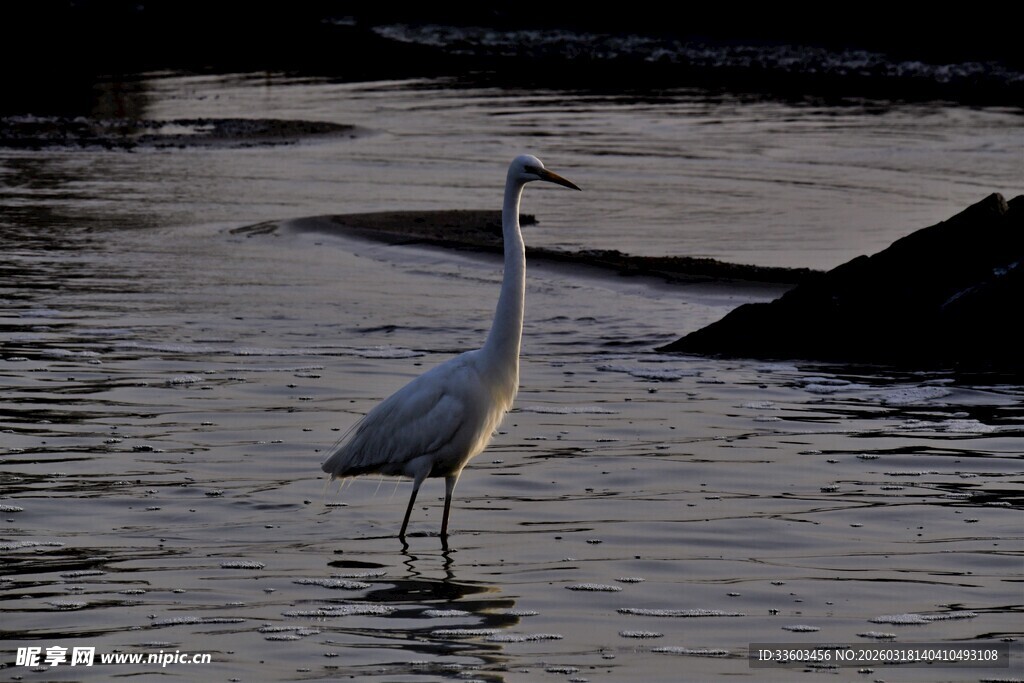 水中站立的优雅白鹭