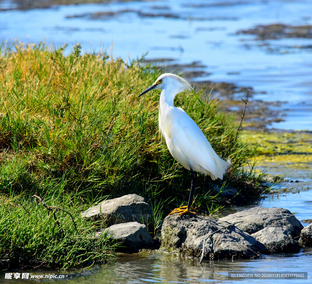 水边白鹭立于石上