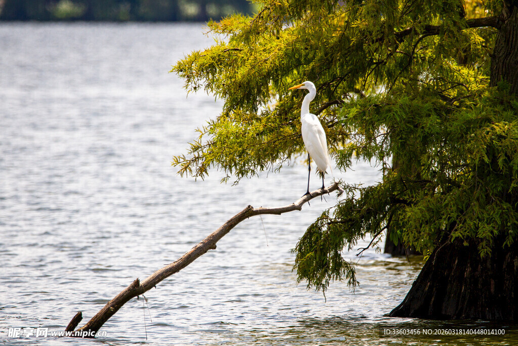 湖畔树枝悬垂于碧水之上