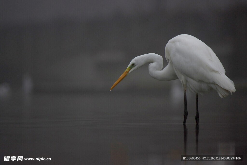 白鹭于水边低头觅食