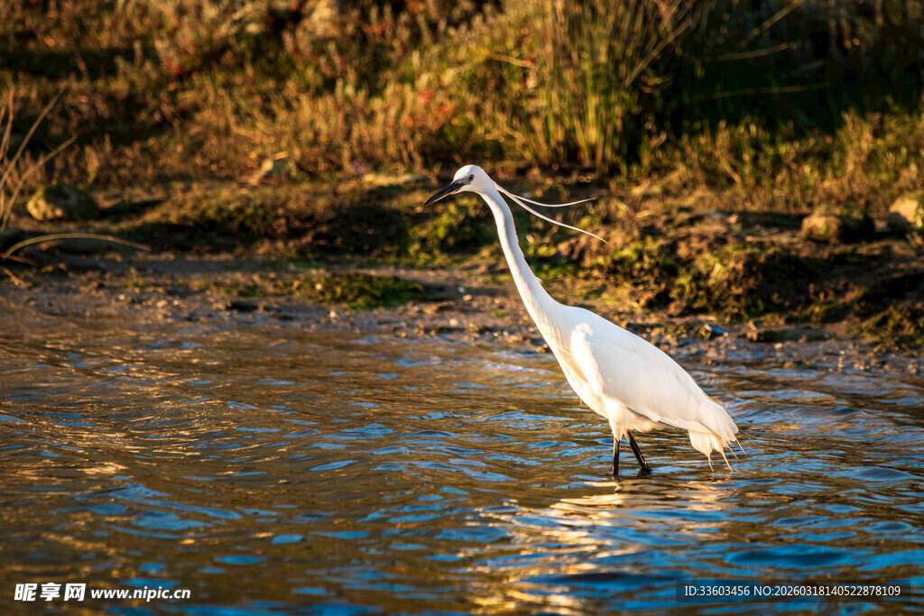 白鹭于水中优雅觅食