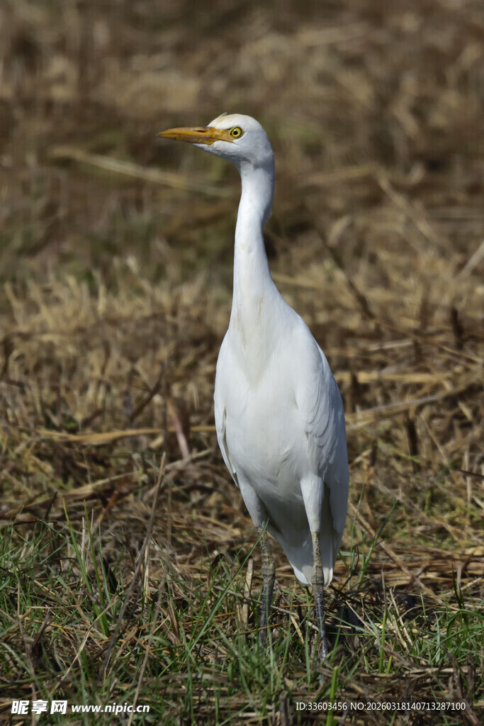 田野中的白色鹭鸟