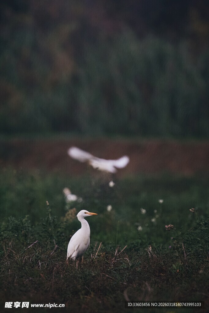田野中白鹭与飞鸟景象