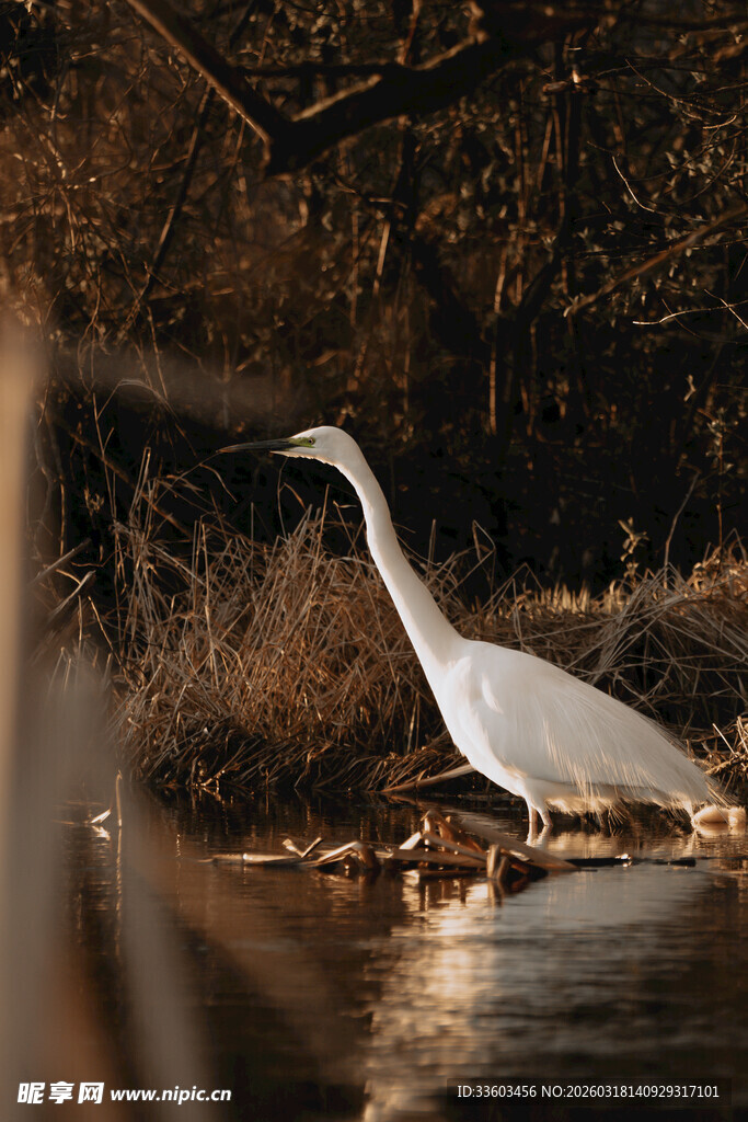 水中白鹭展优雅身姿
