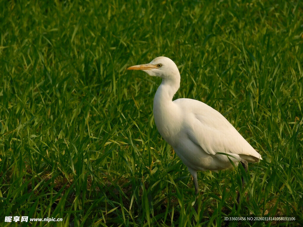 田野中的白色鹭鸟