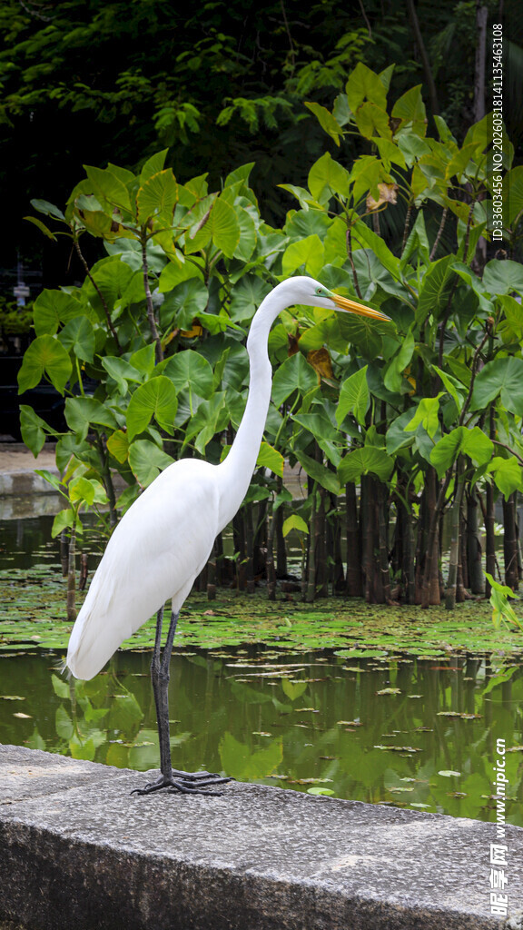 白鹭立于水边石台