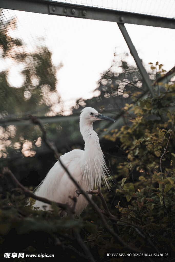 栖息枝头的白鹭