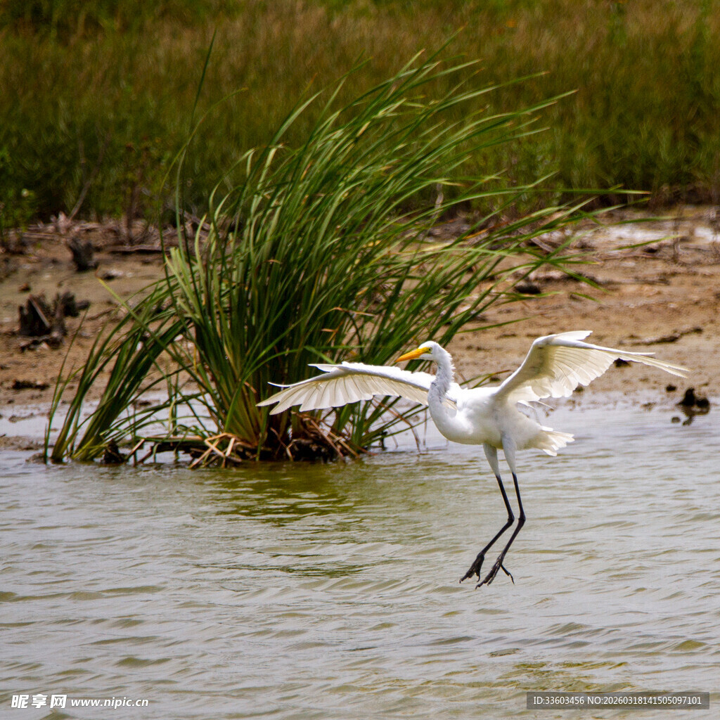 白鹭于水边展翅欲飞