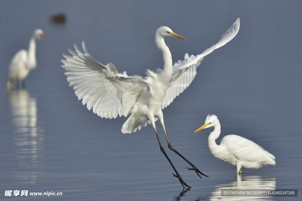 白鹭展翅于水面的美妙瞬间