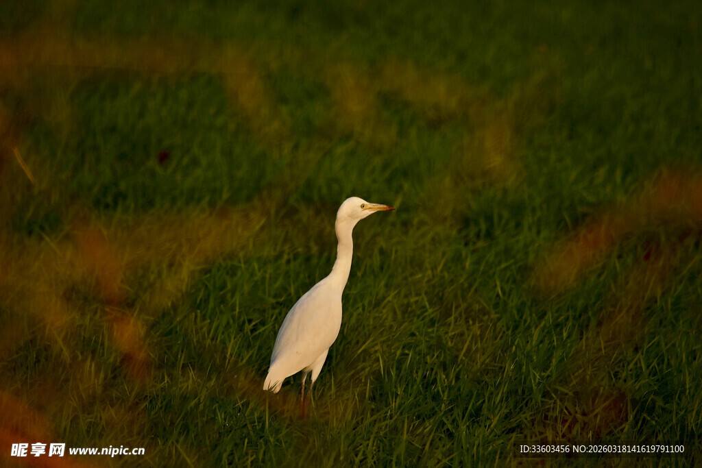 草地上的单只白色鹭鸟
