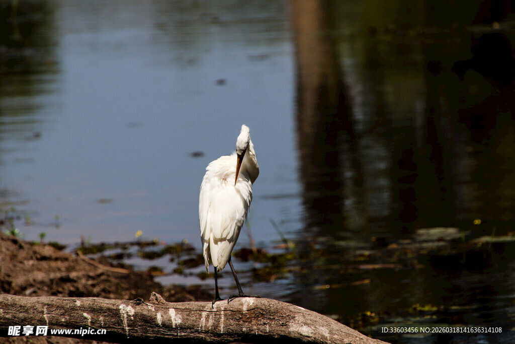 白鹭立于水边树枝上