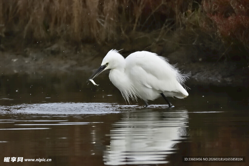 白鹭水中衔鱼精彩瞬间