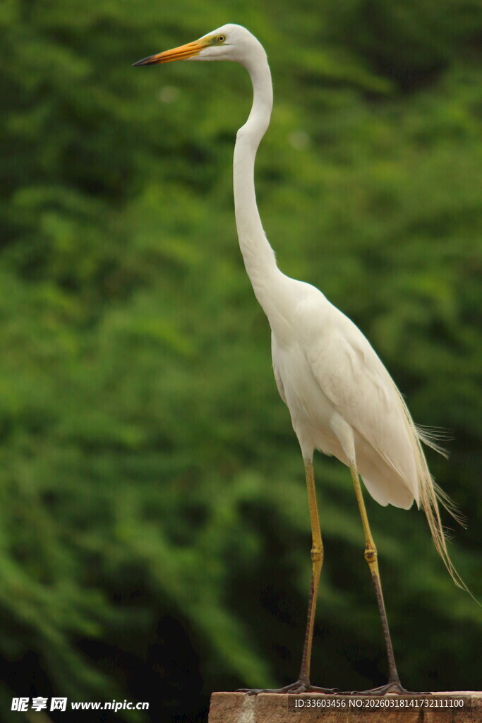 站立的白鹭