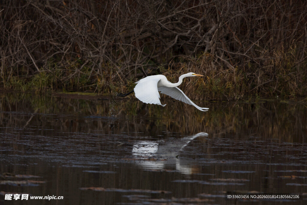 白鹭于水面展翅飞翔