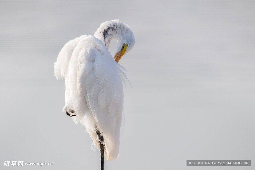 白鹭单腿站立整理羽毛