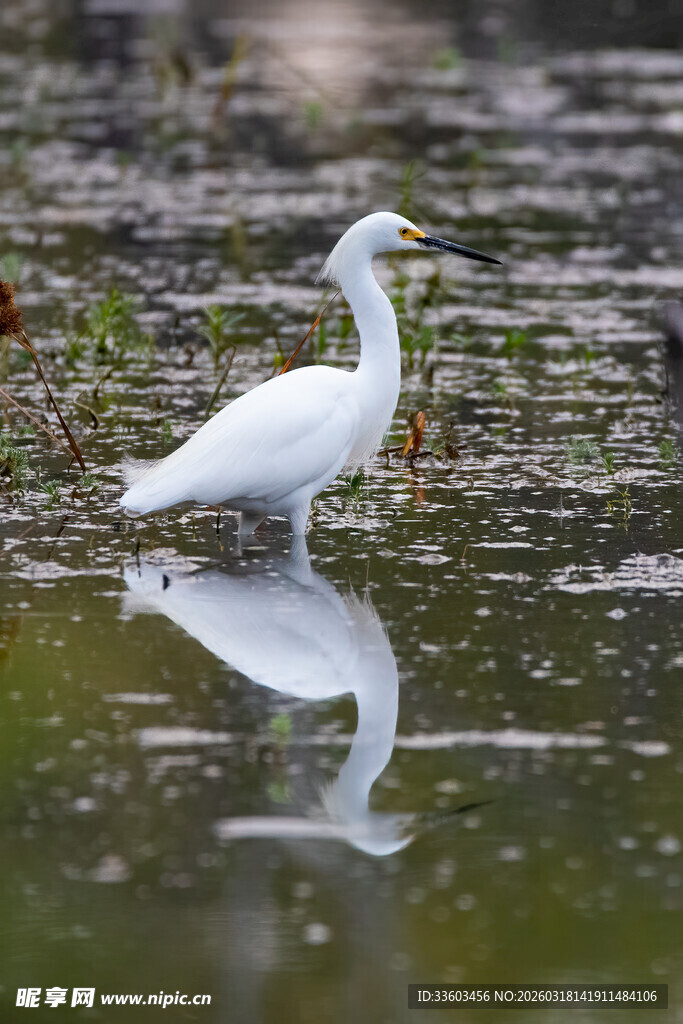 白鹭立于水边倒影迷人
