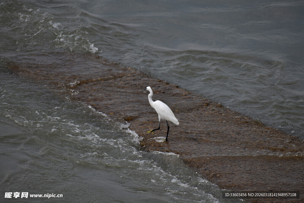 水边站立的优雅白鹭