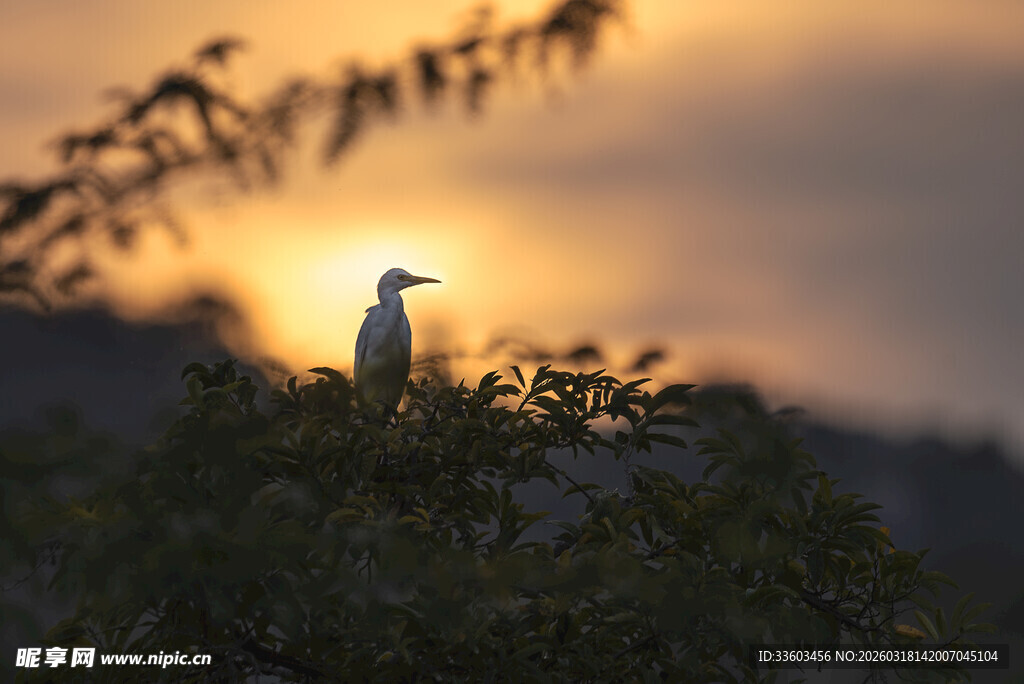 夕阳下枝头伫立的飞鸟