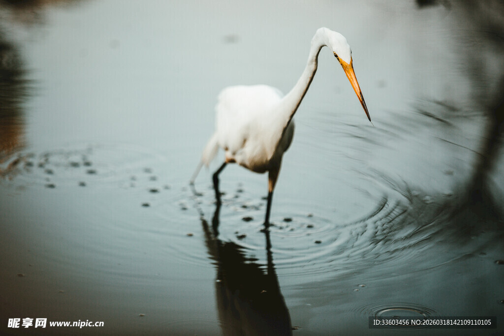 白鹭水中伫立