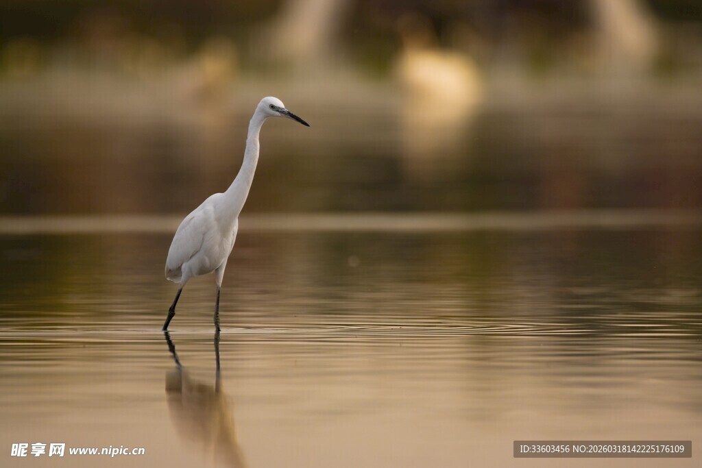 水中伫立的优雅白鹭