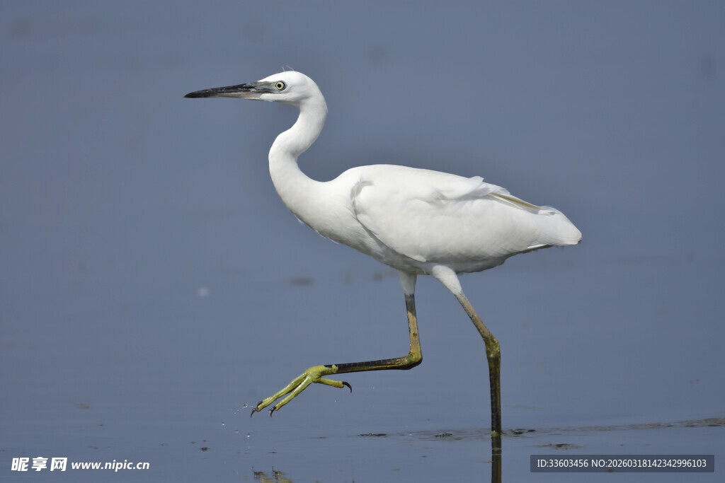 白鹭单足立于水中