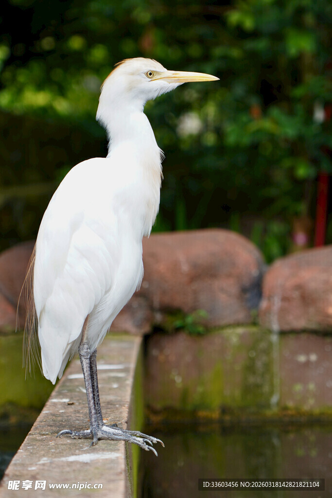 白鹭立于水边石台