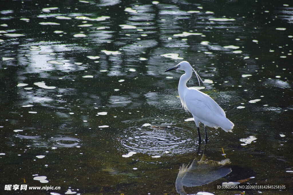 白鹭立于水边静谧景象