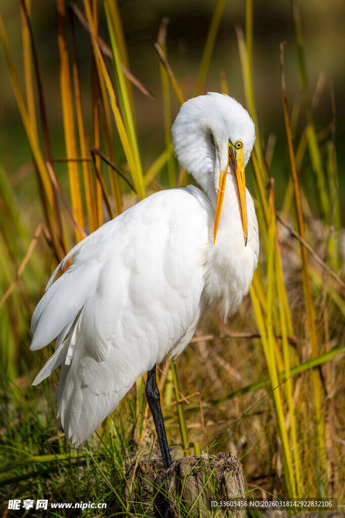 白鹭立于草丛中