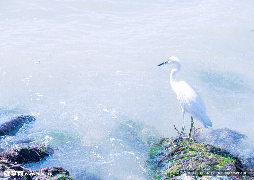白鹭立于海边礁石